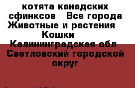 котята канадских сфинксов - Все города Животные и растения » Кошки   . Калининградская обл.,Светловский городской округ 